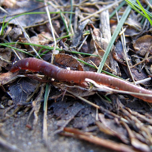 What would the world look like without earthworms? 
