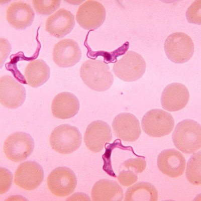 Trypanosoma_sq.jpg