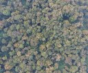 Globální analýza odhalila nejrozmanitější lesy planety i příčiny rozdílů v biodiverzitě lesních ekosystémů