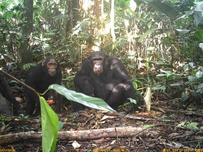 Šimpanzi na snímku z fotopasti.jpg
