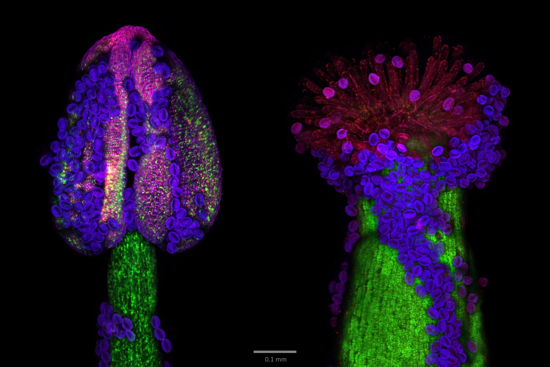 2 Prašník a blizna - fluorescenční mikroskopie (Lukáš Synek).jpg