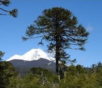 Latinská Amerika: Lesní pásmo Chile