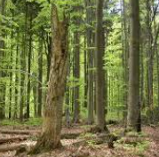 Nové poznatky o klimatických odezvách lesních ekosystémů