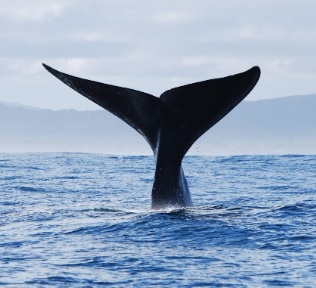 Velryby čelí globálnímu oteplování, jejich výzkumu napomáhají šetrné metody