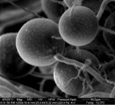 Největší světová databáze mykorhizních hub může zodpovědět mnoho otázek, i o klimatu