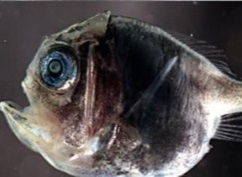 Proč musí hlubokomořské ryby proměnit svůj zrak během života? 