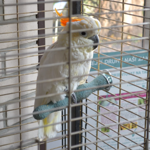Za depresemi papoušků stojí nejspíš ztráta genu