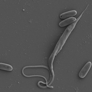 Čeští vědci vyluštili záhadný genetický kód nově objeveného parazita