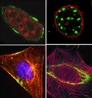 buněčná a vývojová biologie