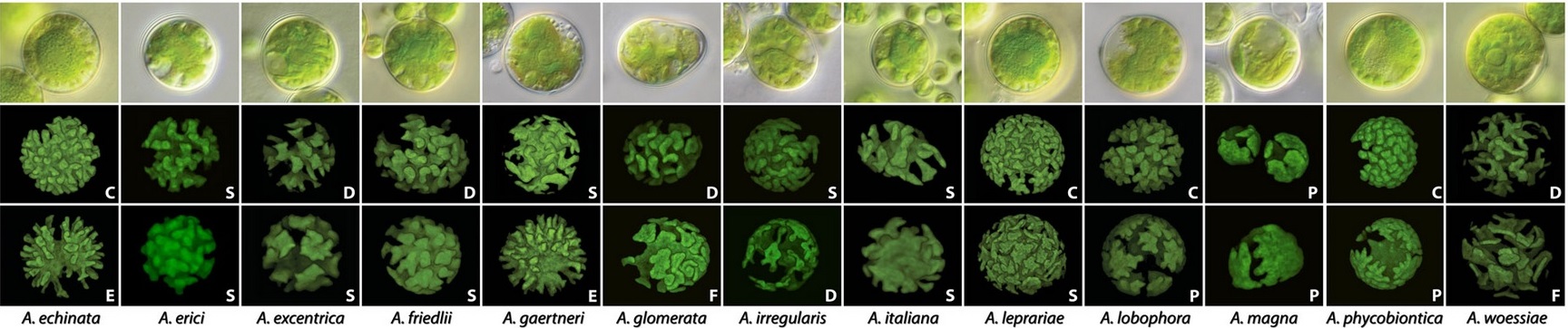 tvary chloroplastů Asterochloris