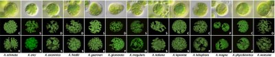 tvary chloroplastů Asterochloris