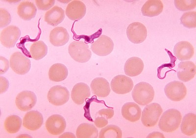 Trypanosomy v krevním roztěru