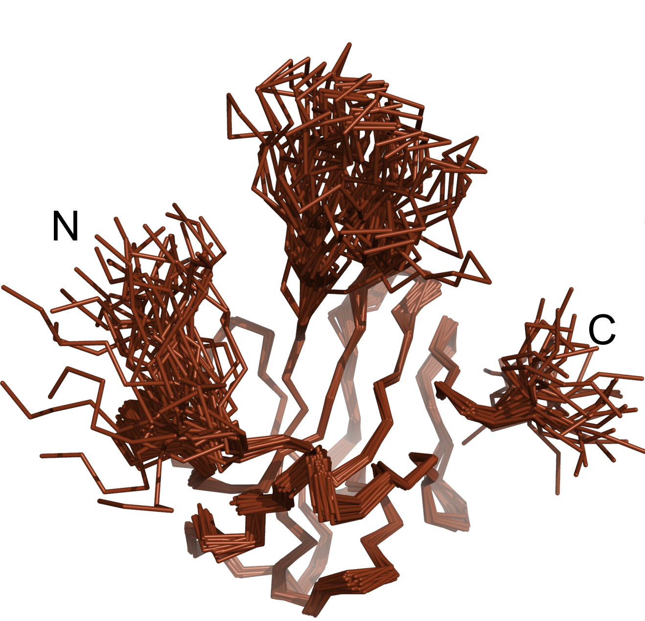 nukleokapsidový fosfoprotein