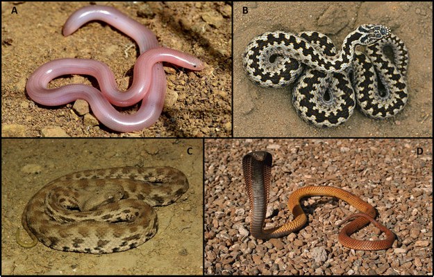 Popular Science: CAN WE IDENTIFY DANGEROUS SNAKES?