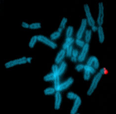 Fluorescenční mapování chromozomů Xenopus tropicalis