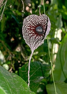 Květ podražce velkokvětého(Aristolochia grandiflora)zdroj: https://cs.wikipedia.org/wiki/Podra%C5%BEec
