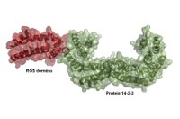 Struktura komplexu proteinu 14-3-3 s RGS doménou proteinu RGS3, která byla odvozena na základě výsledku strukturních experimentů.