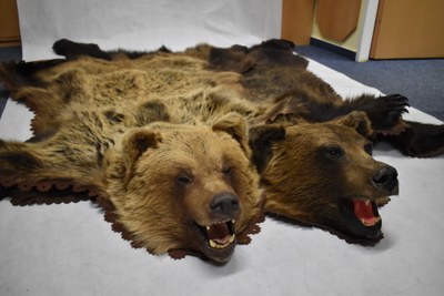  Medvědí kůže s vypreparovanými hlavami a tlapami