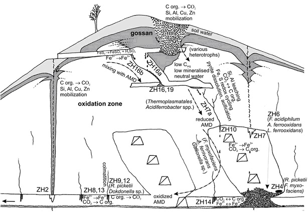 Schéma ukazuje nejdůležitější poznatky o mikrobiálním životě v ekosystému zlatohorského dolu. 