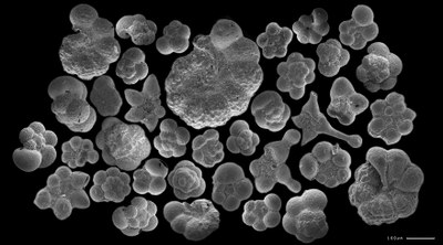 planktonní Foraminifera