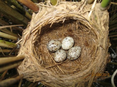 Hnízdo s kukaččím vejcem