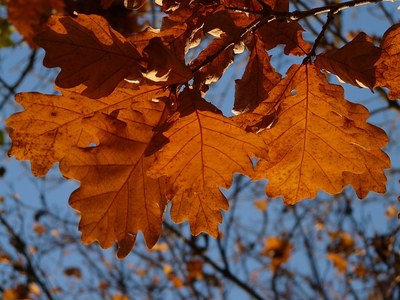 Listy dubu zimního