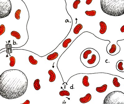 Mitochondrie – schéma
