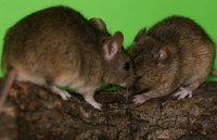 Myši mění složení moči podle toho, v jaké jsou společnosti 