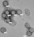 Neinfekční částice tvořené stavebními proteiny viru, bez jeho genetické informace, tak jak je vidíme pod elektronovým mikroskopem. 

