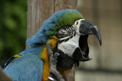 parrot yawn