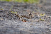 Příkladem známého a ubývajícího ptáka s bohatým zpěvem je například skřivan polní (Alauda arvensis). Foto: Jan Grünwald.