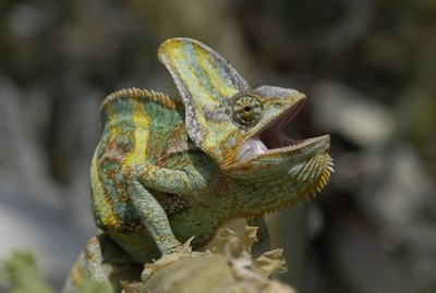 chameleon jemenský