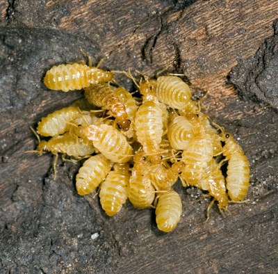 Tropičtí termiti tvoří největší harémy