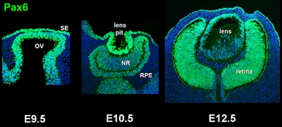 Tvorba oka u myšího embrya