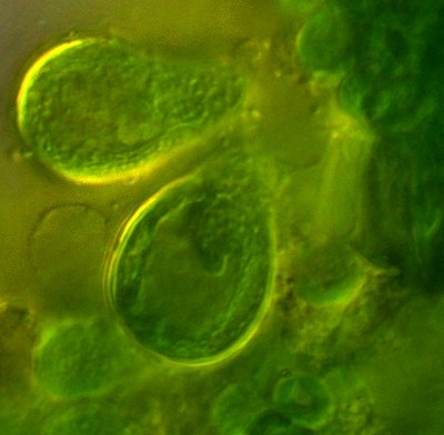 Chloropyrula uraliensis
