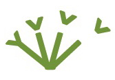 invazni rostliny logo