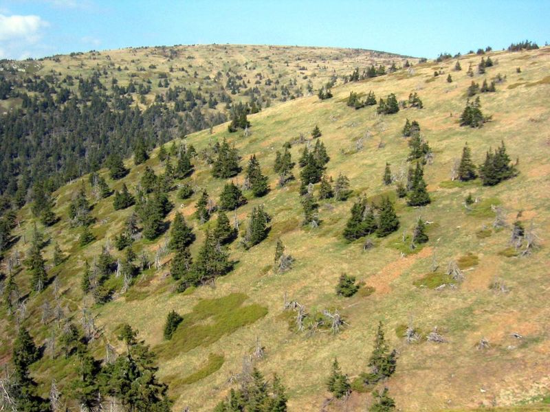 Václav Treml: Reakce hranice lesa na klimatické změny – příklady ze střední Evropy a z Colorado Front Range