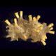 Prudký jed z mořských hub prospívá rostlinným zárodkům