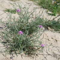 Lecture Colonization success of polyploids: insights from the cytotype shift in Centaurea stoebe s.l.