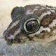 Interspecific differences in sexual size dimorphism in geckos extend temperature-induced variation