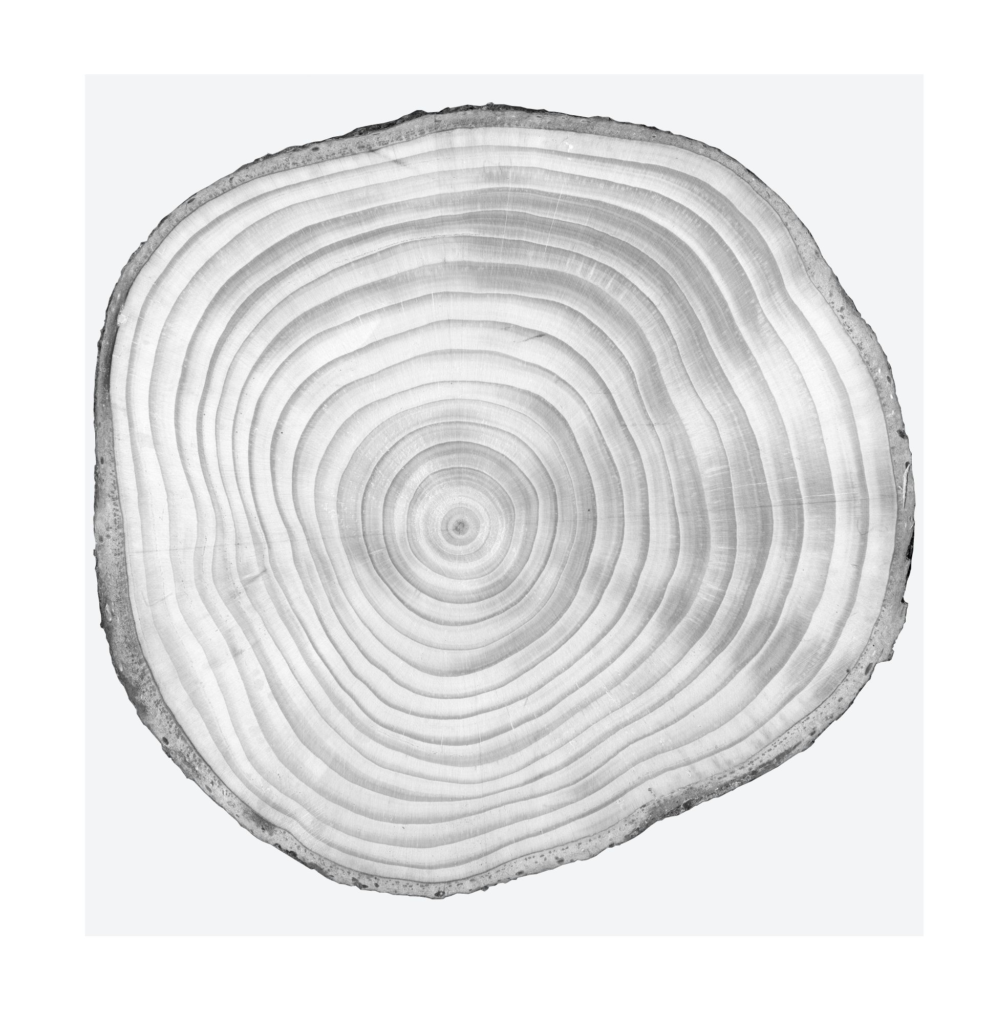 Jan Altman: Tree rings as high-resolution multiproxy recorders of tropical cyclones